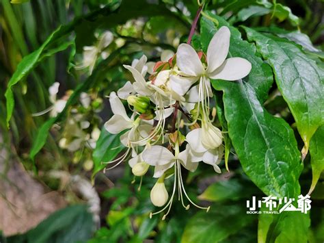 垂枝茉莉風水|白玉蝶與垂枝茉莉的辨別，修剪養護心得與扦插、紅蜘。